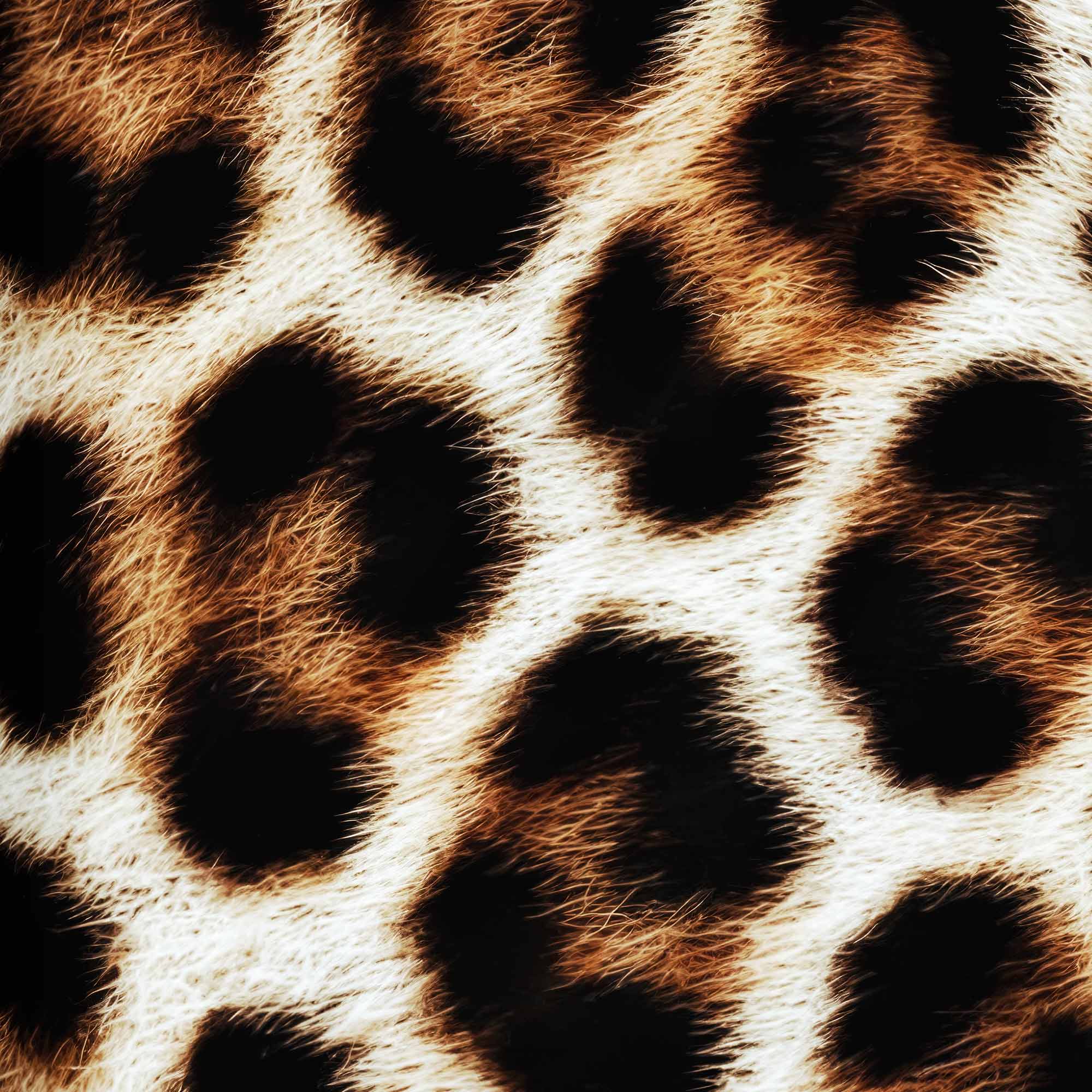 Close-Up of Leopard Print Fashion Poster with Definition Caption
